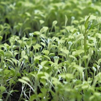 Salad Leaves Mix Seeds, 50 seeds