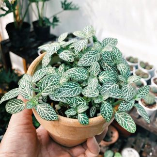 Glazed Ceramic Cone Planter, 30cm