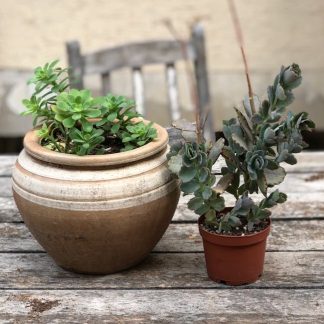 Glazed Ceramic Tall Rim Planter, 60cm