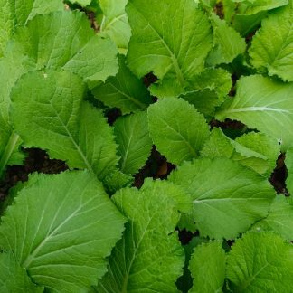 Tomato 'Sungold' Seeds, 50 seeds
