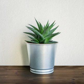 Hardy Geranium (Lavandula angustifolia) — 1L pot