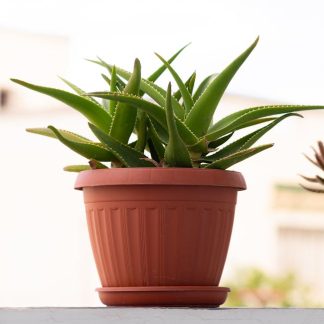 Terracotta Bowl Planter, 40cm