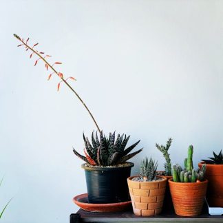 Recycled Composite Bowl Planter, 50cm